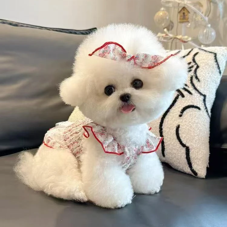 【自选宠物小型犬】幼犬比熊泰迪博美宠物活体
