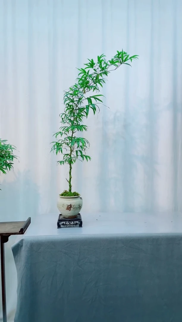 无花朵竹子盆景竹子盆景