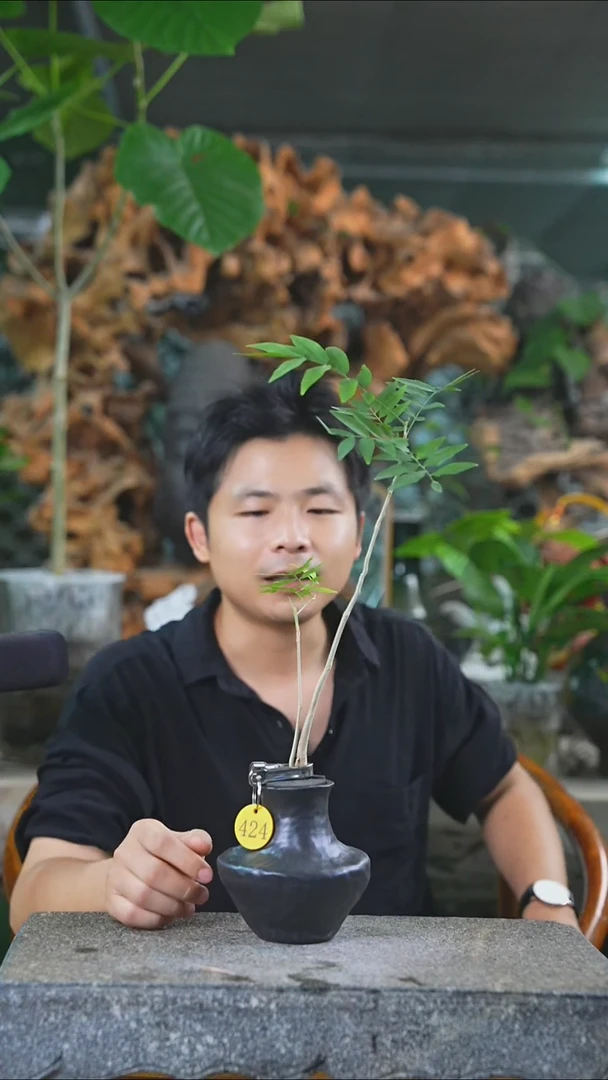 完全开放菩提424T