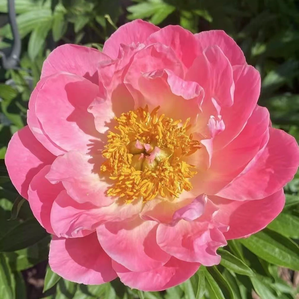 【进口芍药种苗-夏威夷珊瑚粉】变色早期 种植 秋季裸根发苗 包对版