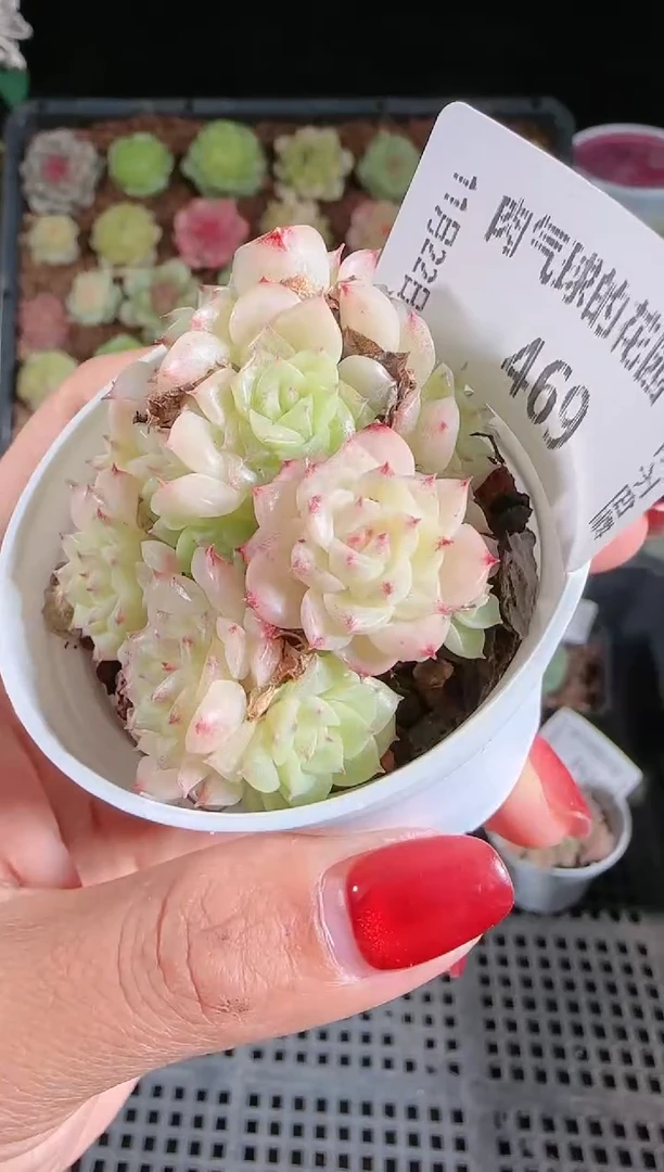 1122-469群生不包整