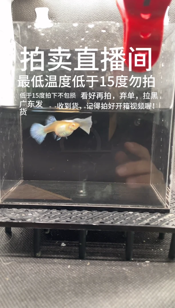 孔雀鱼艾尔银 白子 两条  最低温度低于15度不报损  编号 7