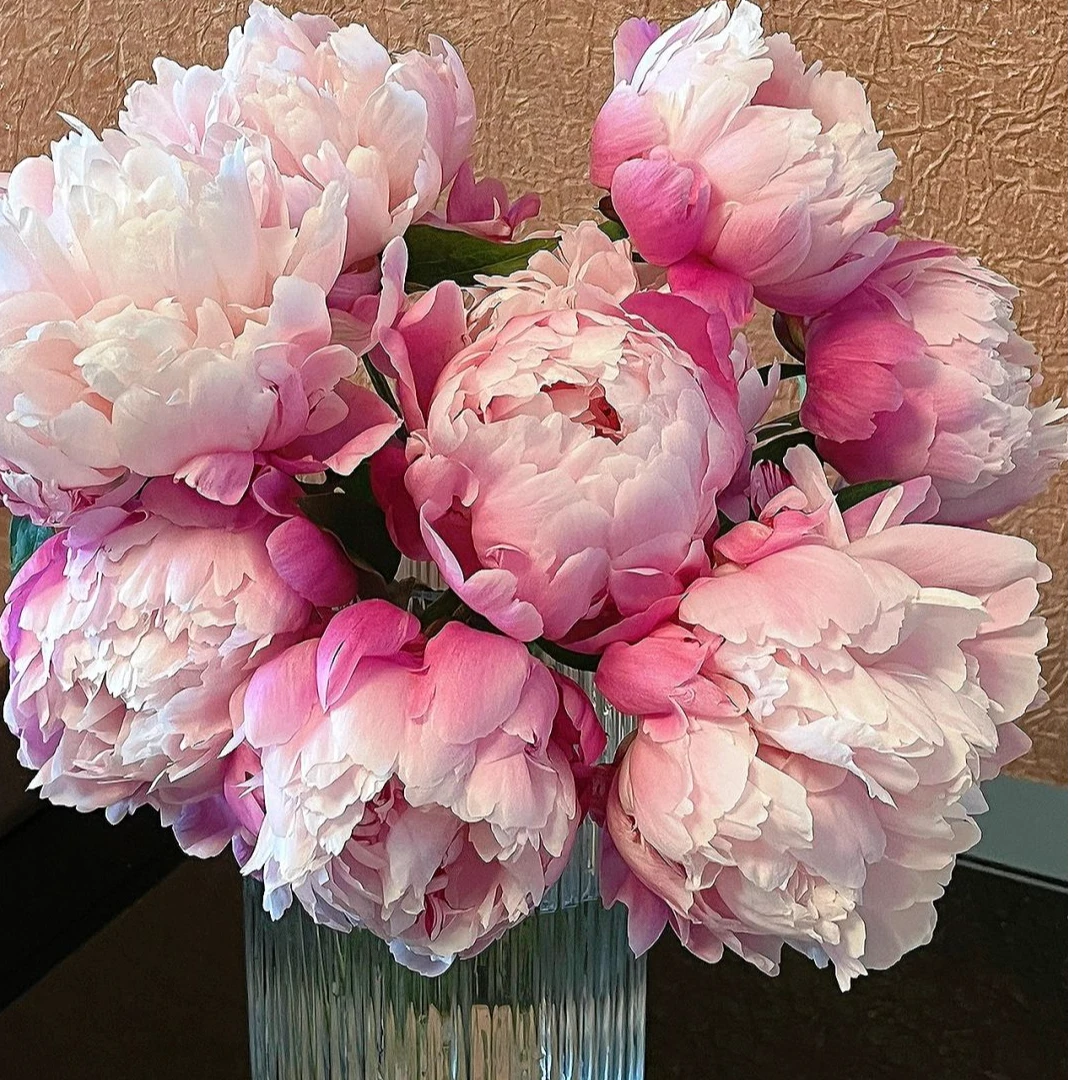 山东菏泽大芍药基地直发鲜切花直发春季新品