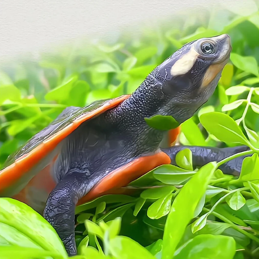 圆澳侧颈龟观赏龟可深水饲养适合鱼缸混养的清洁宠物龟