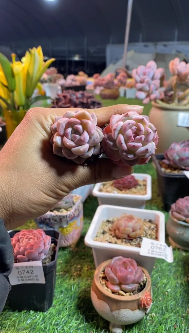 【闪购商品】aaaaaa