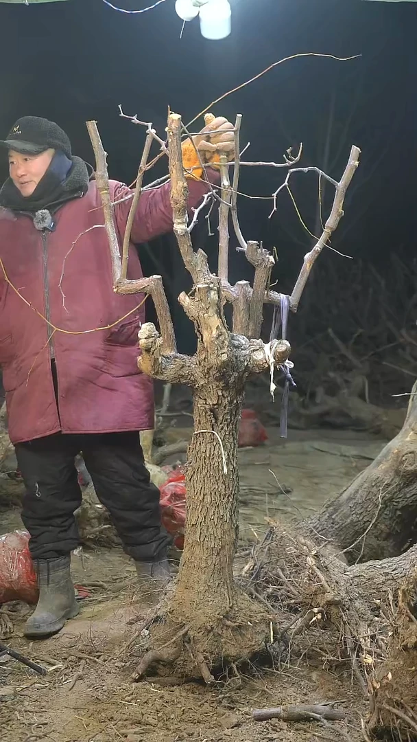 完全开放枣树1441