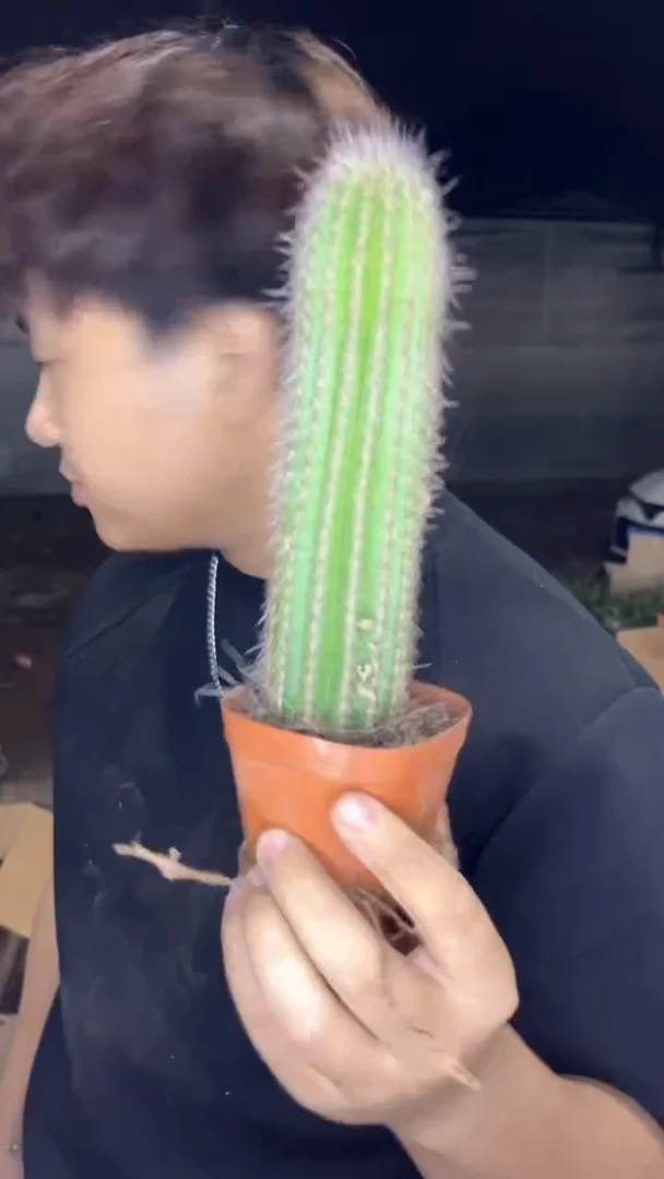 单头 鹿角柱【带根】