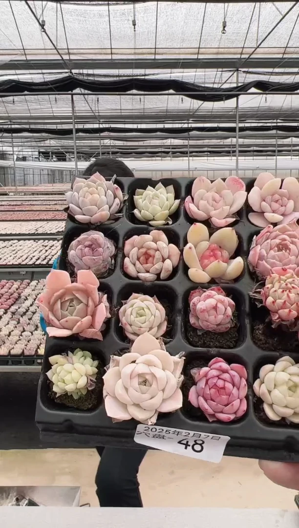 【闪购商品】穴盘-48