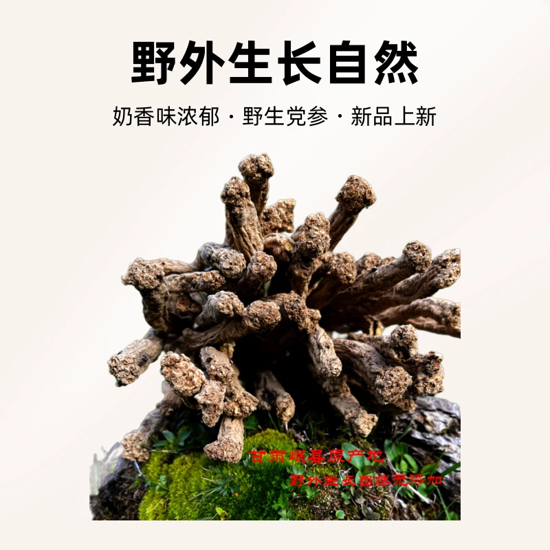 【野生党参】甘肃岷县山货农户采挖含量高奶香味泡水炖肉煲汤