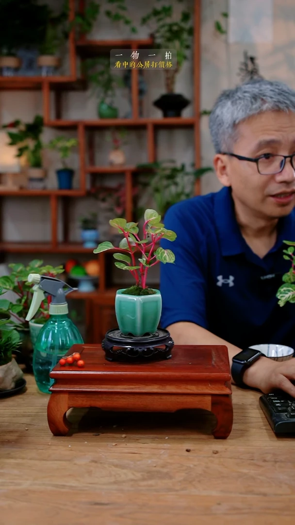 不开花植物望***城钱多多046