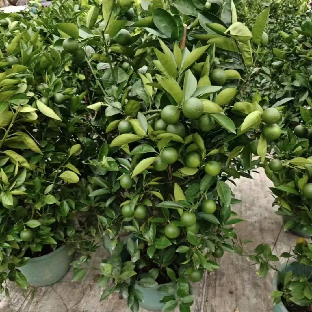 可食用观果绿植冰糖橙果树苗盆栽 阳台庭院户外绿植盆栽冰糖橙树