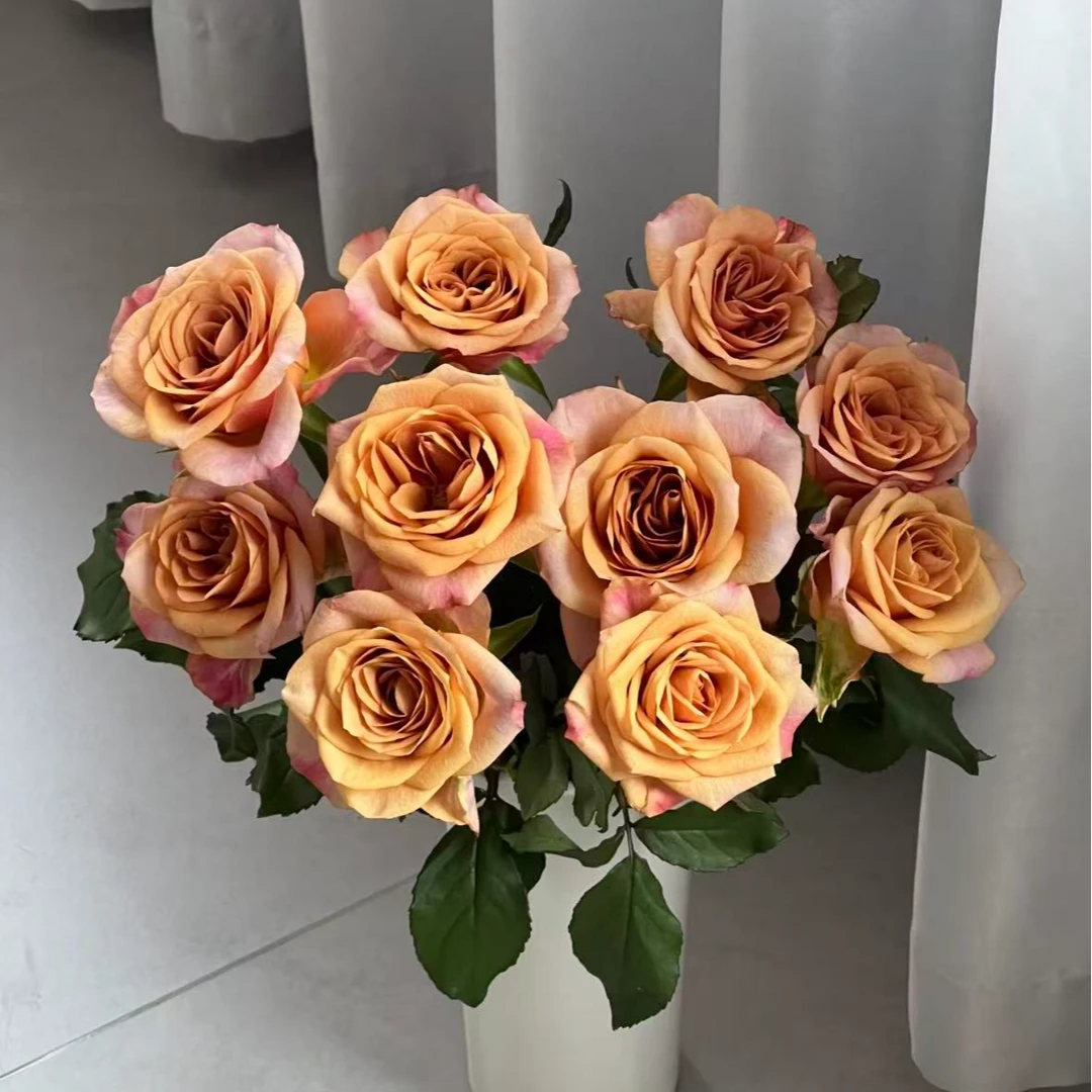 【一品花集】稀有蔷品【符号】单头玫瑰10支