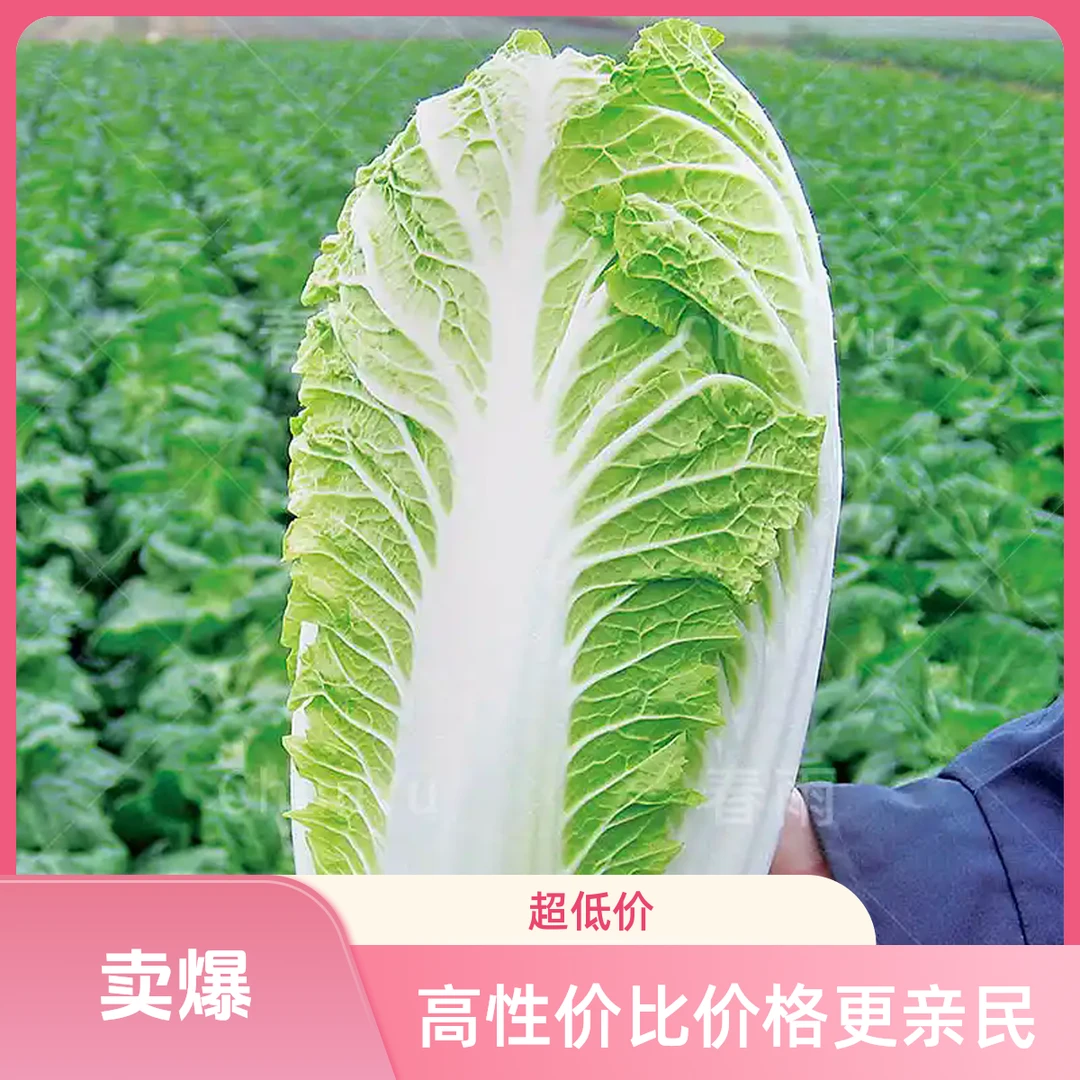 抗寒黄心大白菜苗娃娃菜带土苗秋冬庭院阳台种植蔬菜苗子