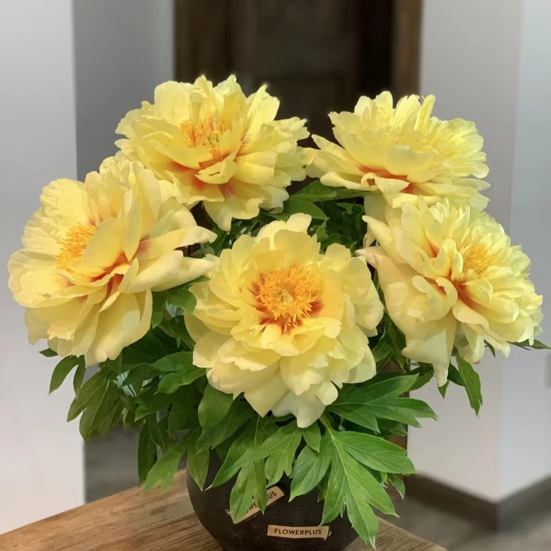 鲜切花芍药芭茨拉直播间专属链接