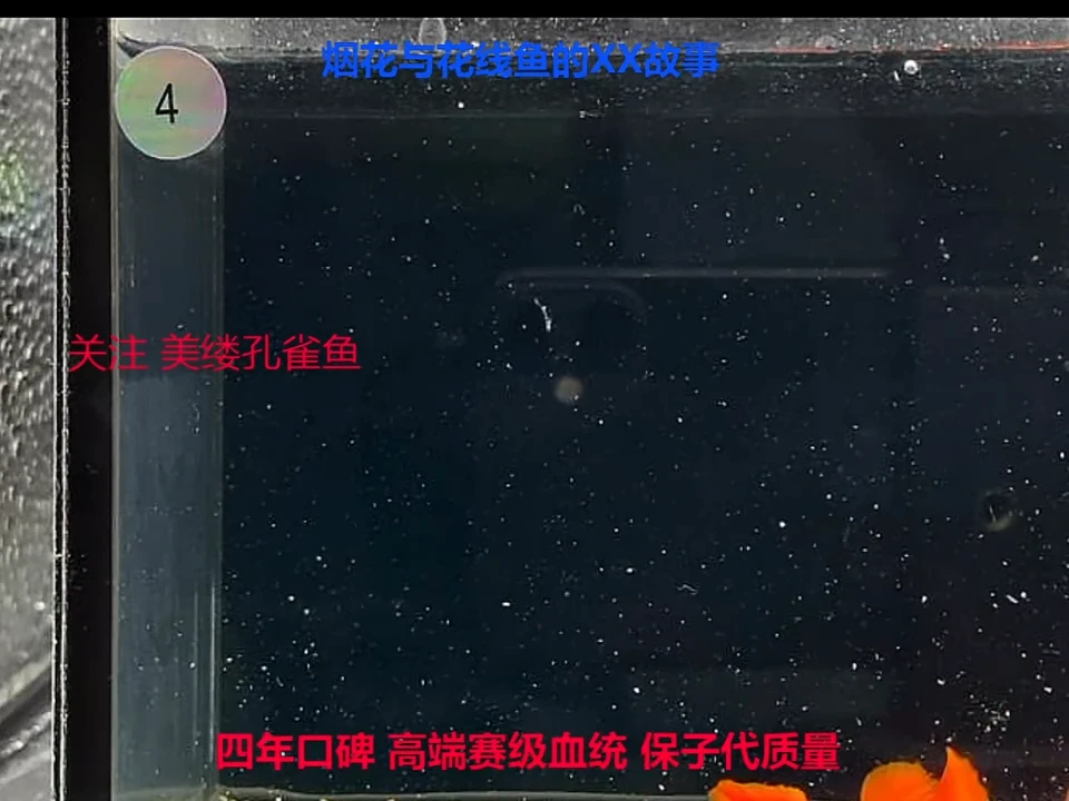 孔雀鱼大背超红4对