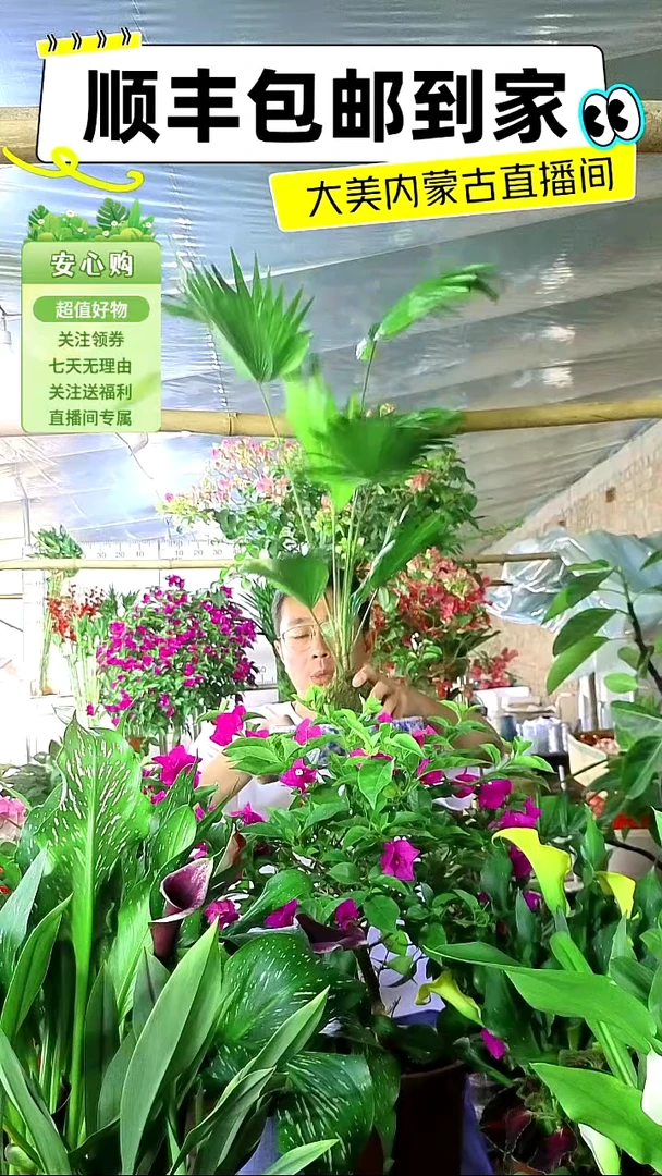 完全开放水培竹于