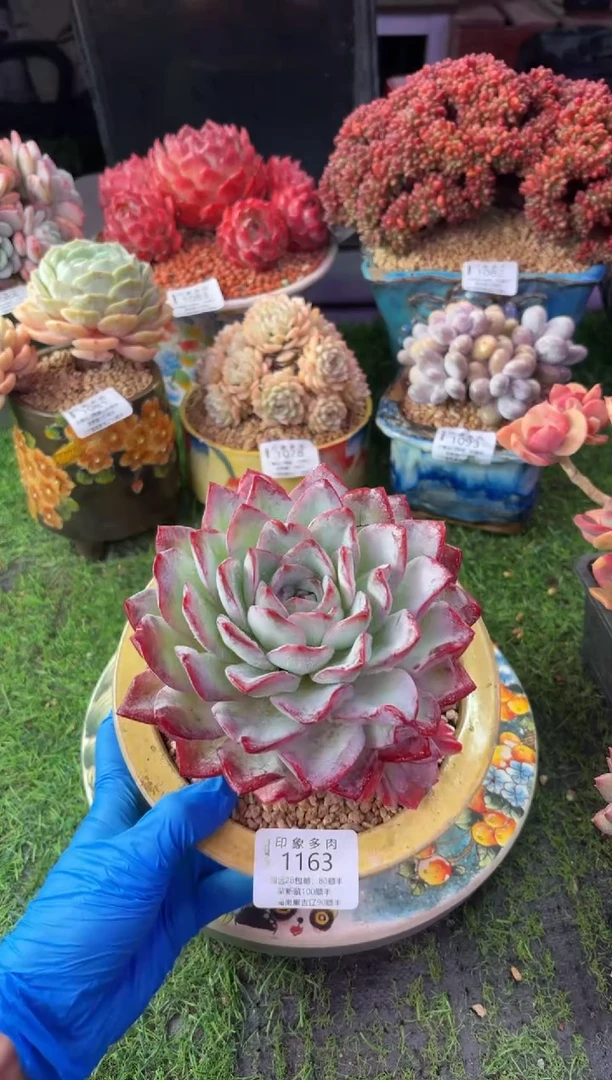 昆明印象多肉1163