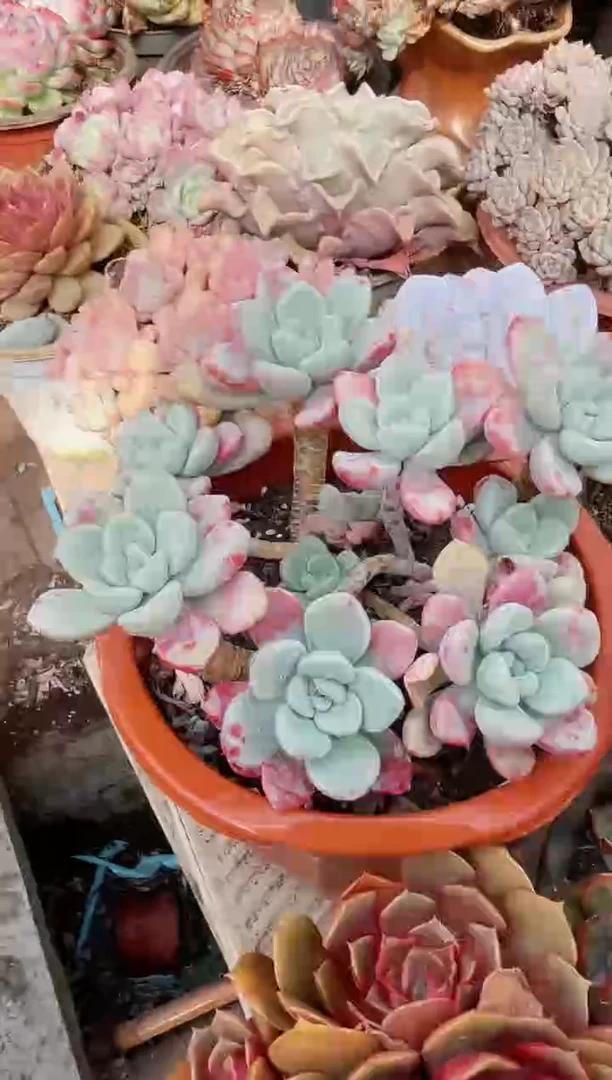 【闪购商品】22290