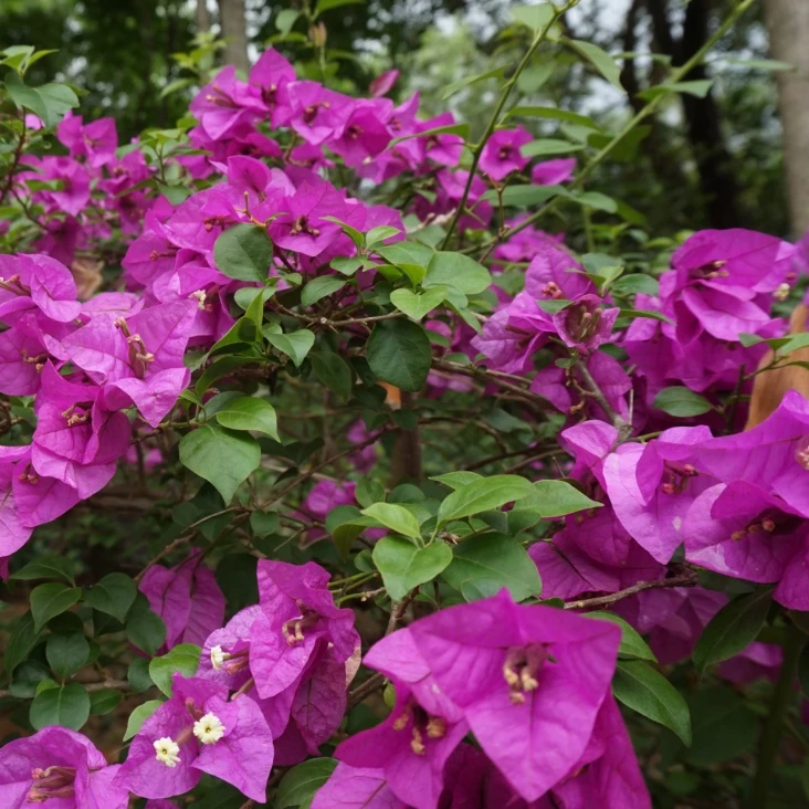 三角梅四季花卉基地直发2