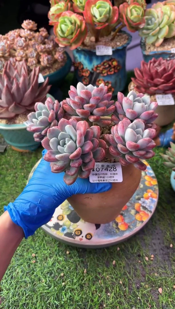 昆明印象多肉07428