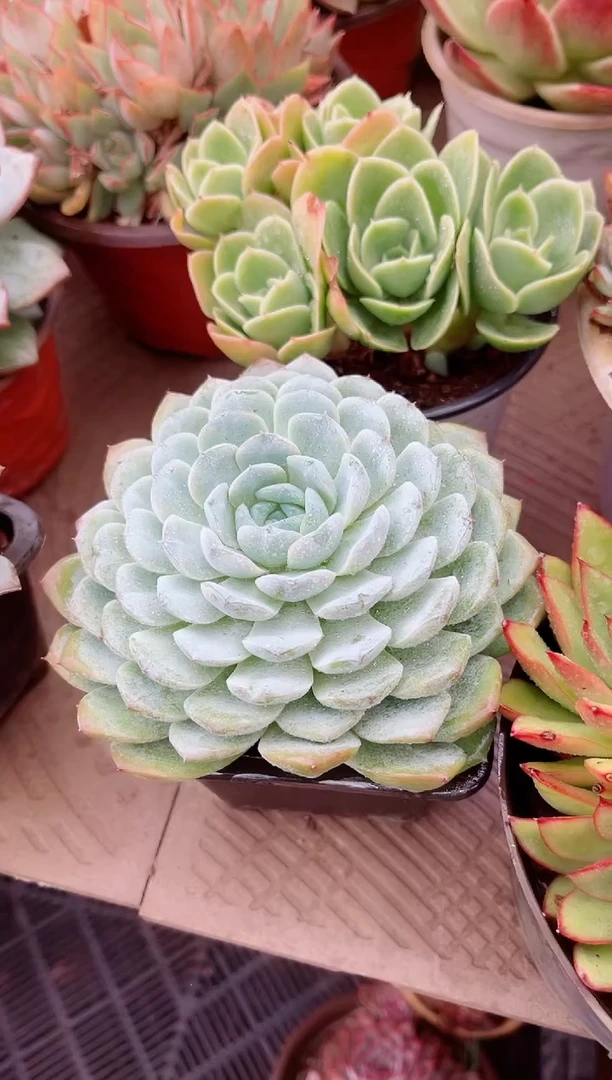 香****）26161多肉植物一物一拍
