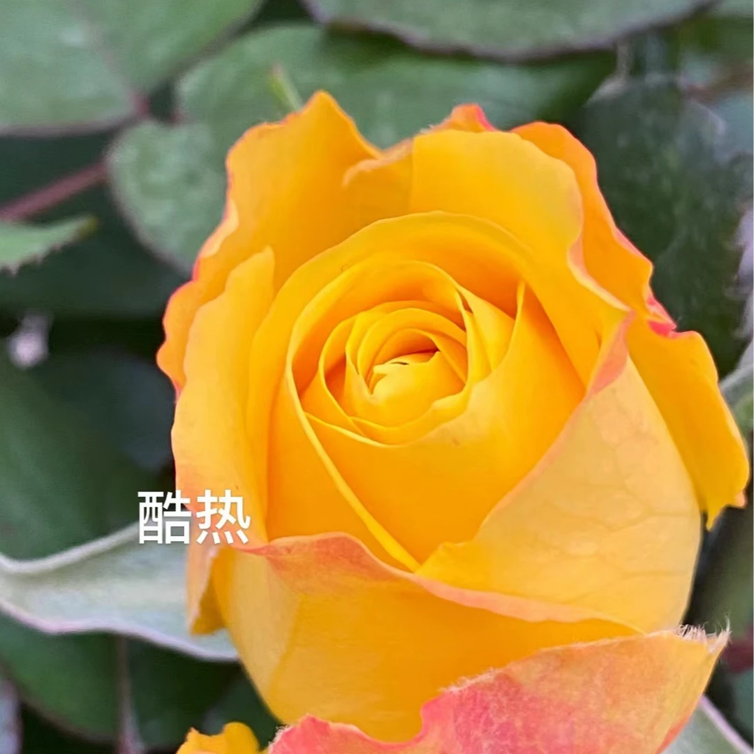 【酷热】切花品种月季四季