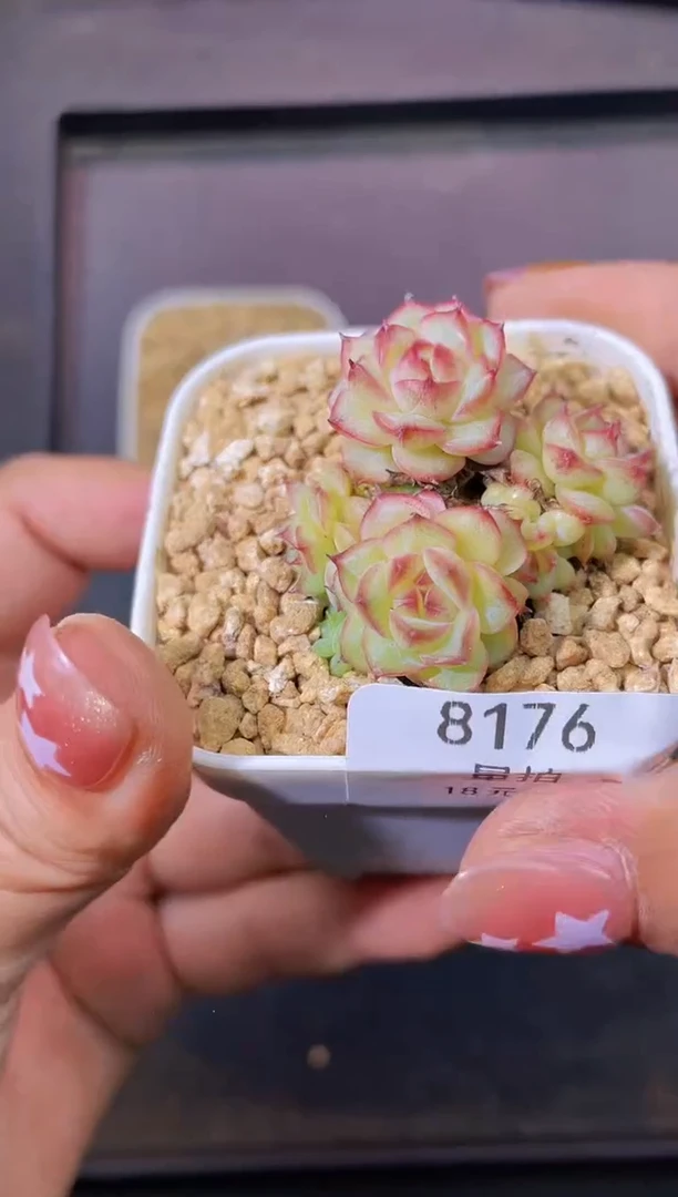 8176纳格蓝量拍随机发一个