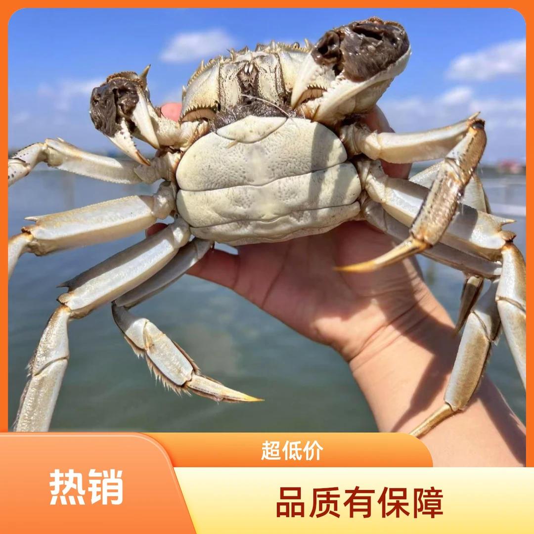 【活蟹】江苏洪泽湖大闸蟹全母4两8只-10只包邮