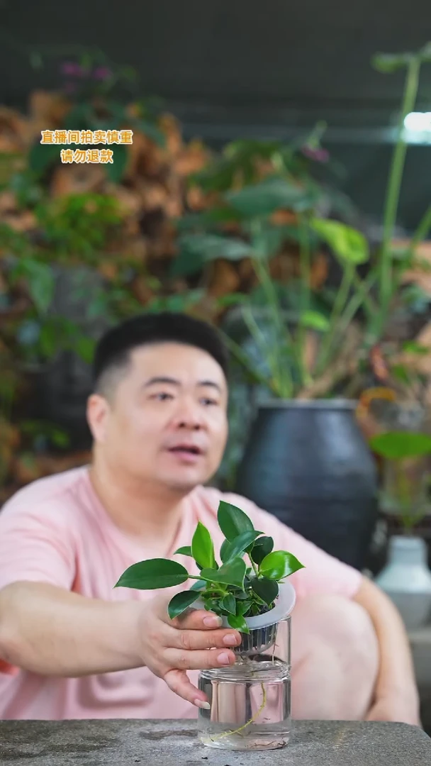 当前无花栽培后可以开花194金钻+