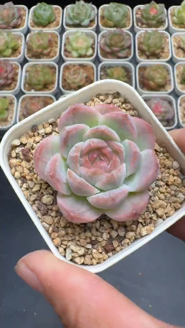 171G云禹多肉植物 脱土纸巾打包 3颗包邮
