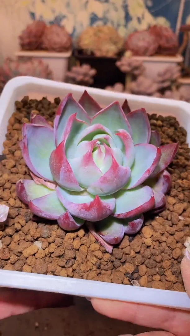 【闪购商品】289惊鸿仙子多肉