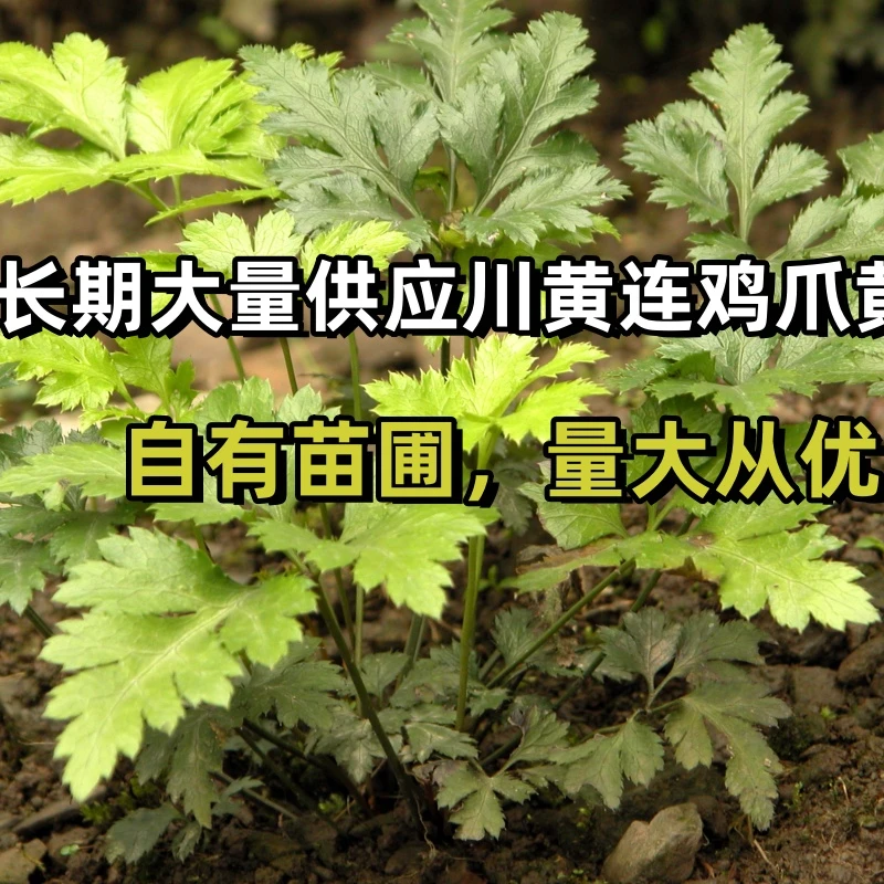 四川鸡爪黄连盆栽阳台庭院菜园喜阴食用药用绿植做菜煮汤艾糍驱蚊