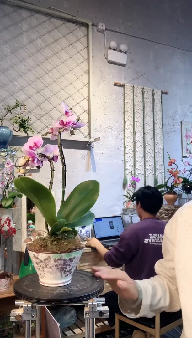 大部分花苞少量开放66蝴蝶兰艺术盆景