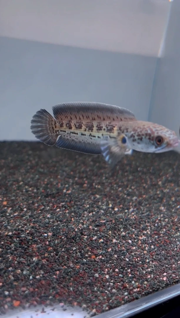 雷龙眼镜蛇222号