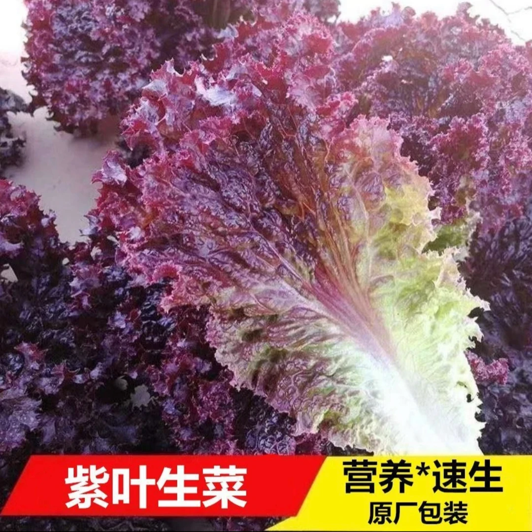 【紫叶生菜种子】四季阳台可种小院香甜可口可涮可拌