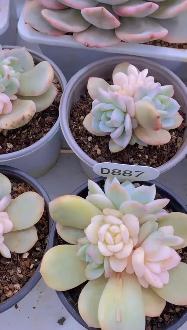 【闪购商品】D887-橙梦露锦脱土发（量拍）