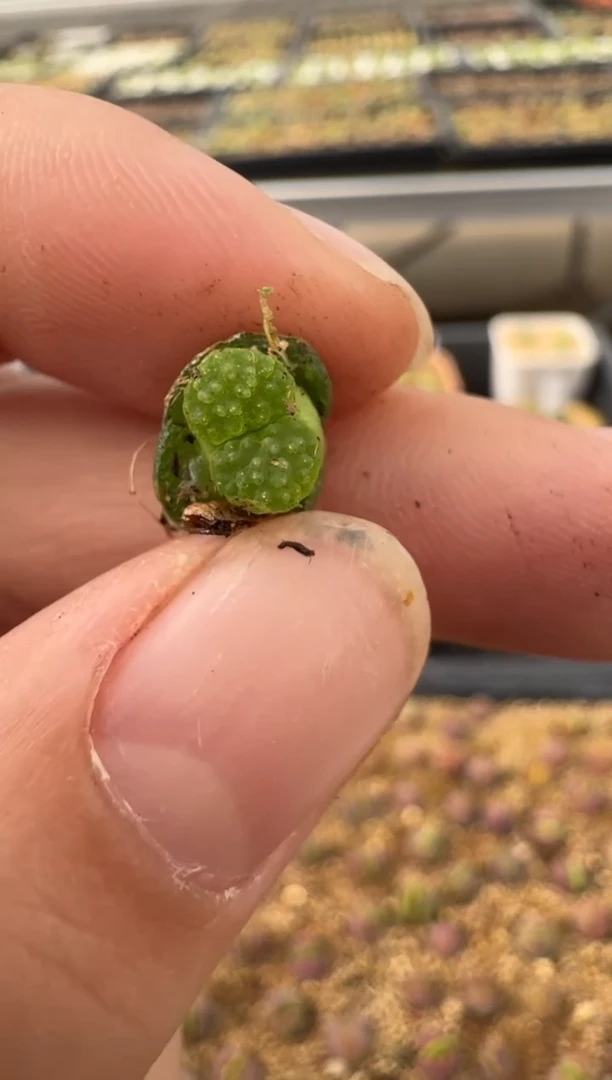 【闪购商品】2.5-40