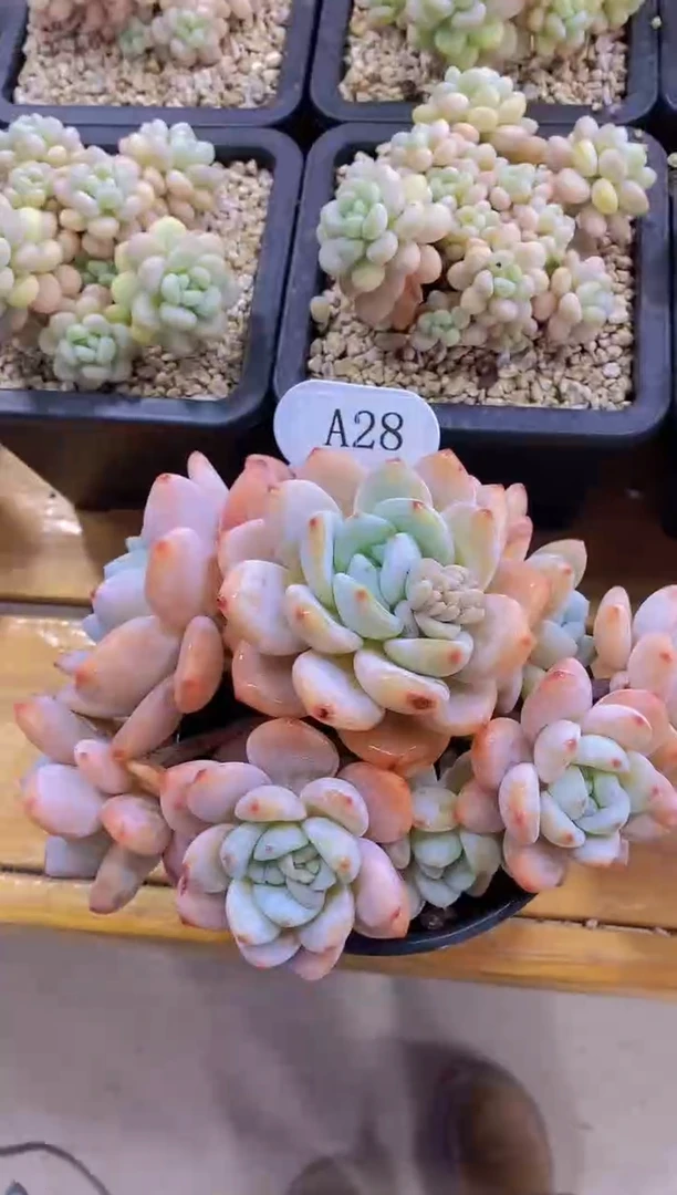 【闪购商品】A28-冷香脱土