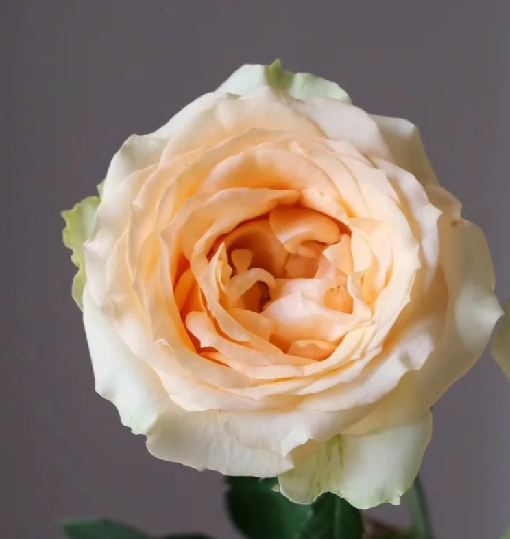 【浮力玫瑰】香槟玫瑰  生活鲜花 昆明基地直发