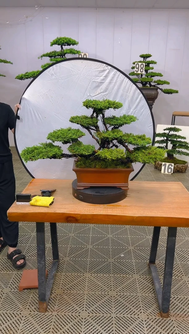 无花朵济州真柏盆景....