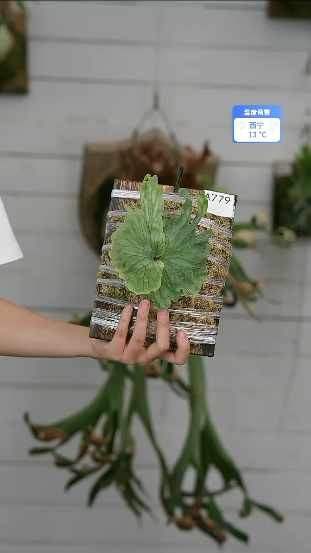 完全开放A779 侏儒卷叶女王