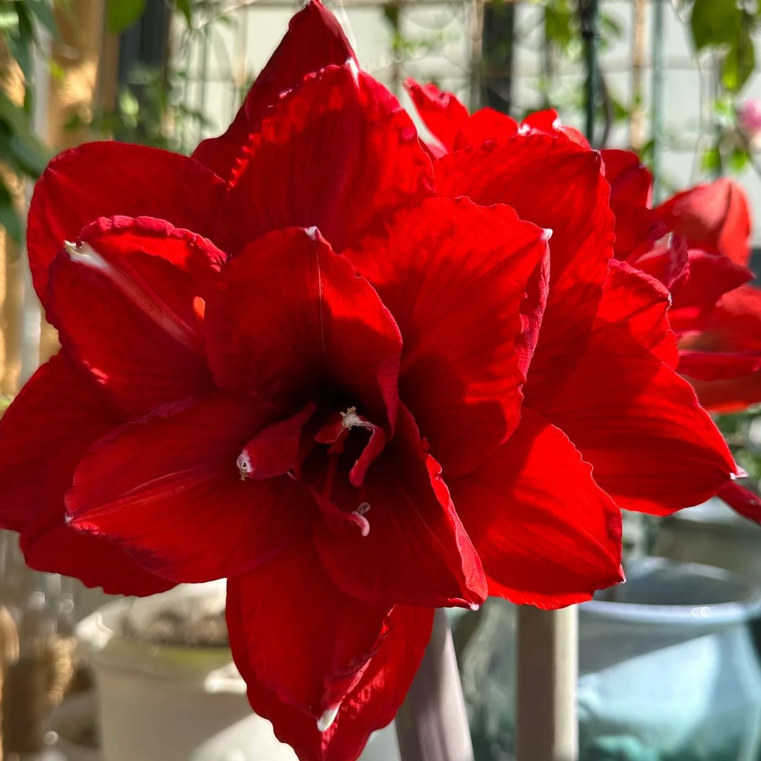 【双王】大花重瓣朱顶红四季栽种懒人花卉室内外盆栽地栽自然球