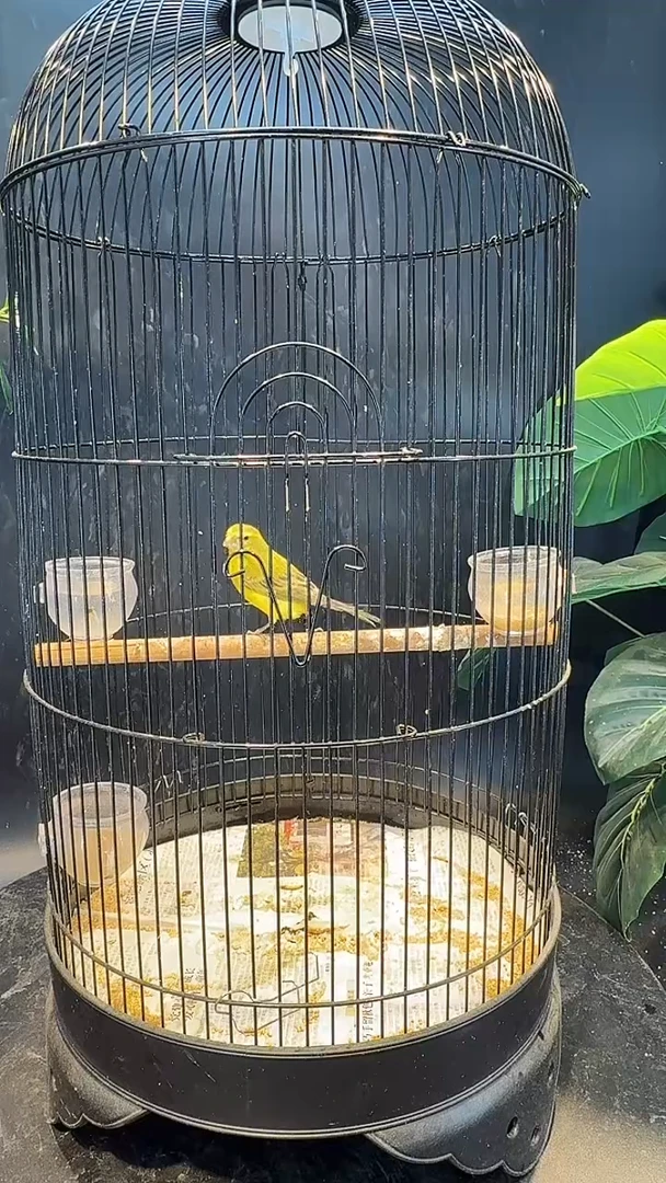 35号  大金黄养笼  0元起拍