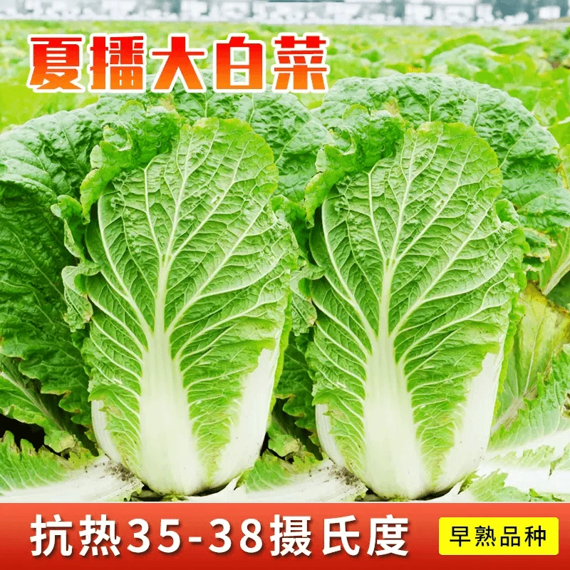 夏阳白菜早50耐热大白菜种子山东白菜种籽四季农家庭院蔬菜lz