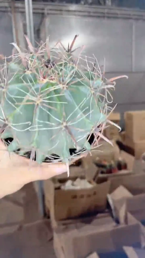 实生根 雎鸠玉 8-11cm