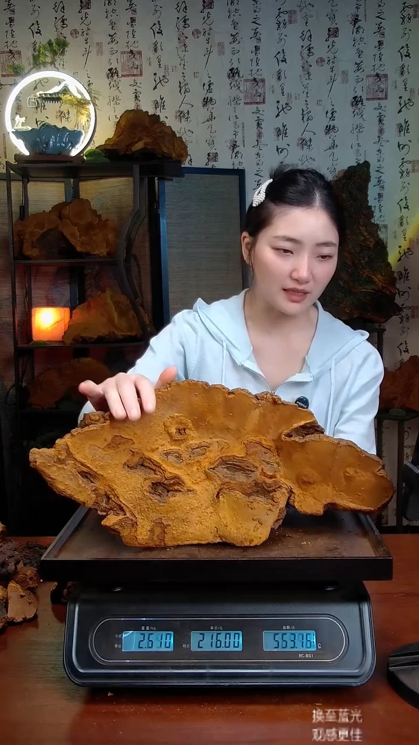 松针层孔菌中国大陆【藏区】松树桑黄（5.08斤）60-70年份