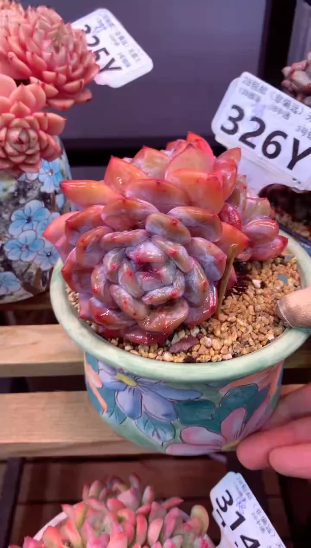 326Y（一物一拍，精品多肉，w所见即所得 ）