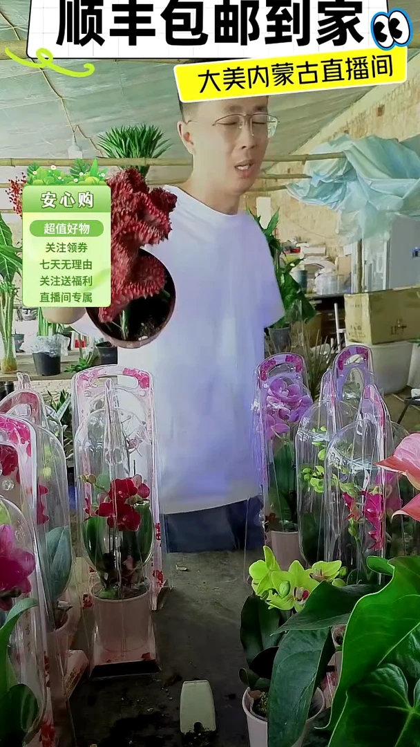 完全开放土培红麒麟