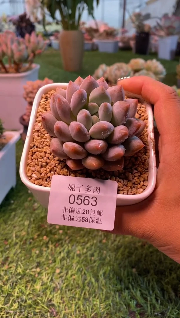 0563（满28包邮发货）