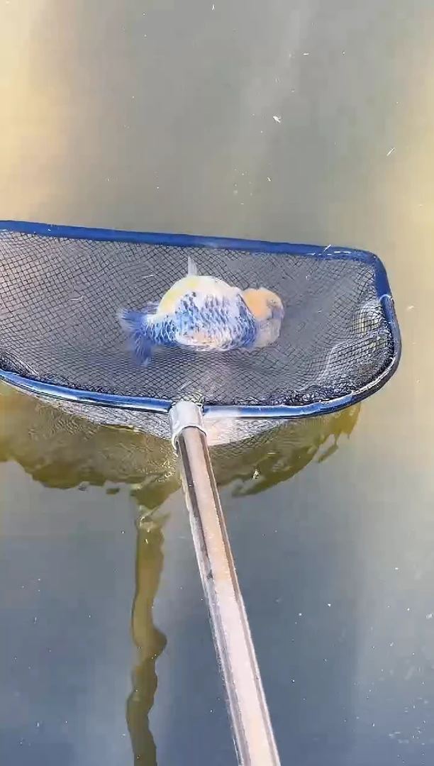 金鱼归**鹰水娃娃观赏鱼兰寿金鱼 不包邮